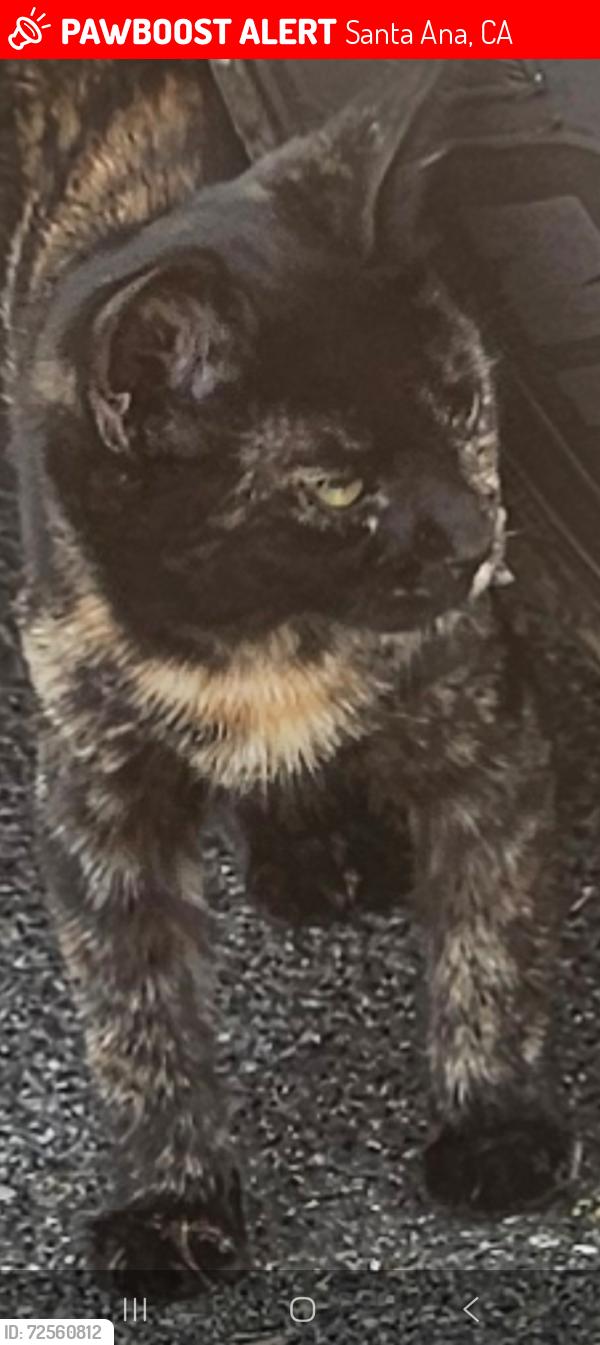 Lost Female Cat last seen Near and Tustin in Santa Ana , Santa Ana, CA 92705