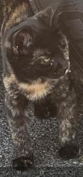 Lost Female Cat last seen Near and Tustin in Santa Ana , Santa Ana, CA 92705