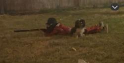 Lost Male Dog last seen Old stone dr , Fort Worth, TX 76137