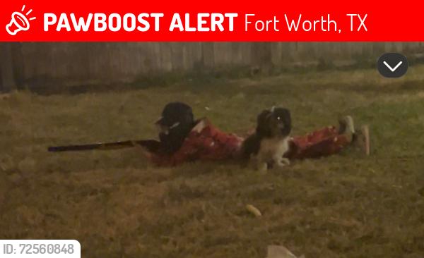 Lost Male Dog last seen Old stone dr , Fort Worth, TX 76137