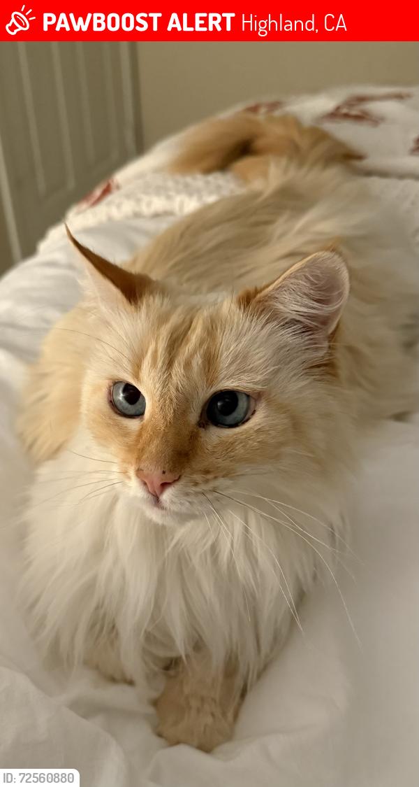 Lost Male Cat last seen Maplewood Pl or close vacinity, Highland, CA 92346