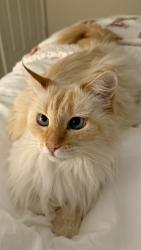 Lost Male Cat last seen Maplewood Pl or close vacinity, Highland, CA 92346