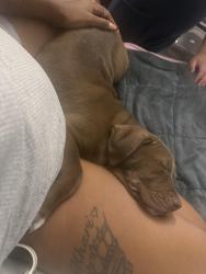 Lost Male Dog last seen Townhouse ln, Grand Prairie, TX 75052
