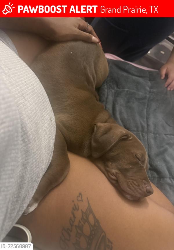 Lost Male Dog last seen Townhouse ln, Grand Prairie, TX 75052
