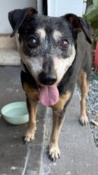 Found/Stray Male Dog last seen Le jeune and hardee , Coral Gables, FL 33146