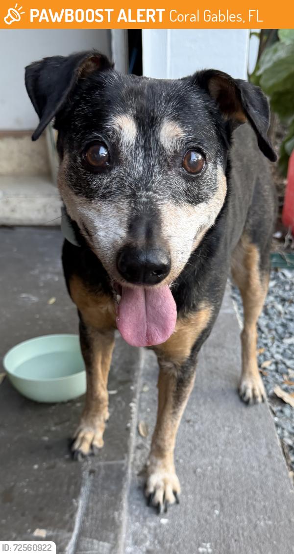 Found/Stray Male Dog last seen Le jeune and hardee , Coral Gables, FL 33146