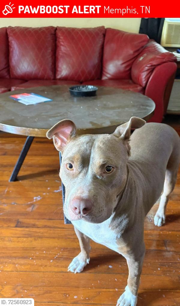 Lost Female Dog last seen Last Seen at 3844 S Goodman Cir Nearest Streets ; South East Getwell And Quince Rd, Memphis, TN 38111