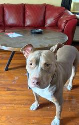 Lost Female Dog last seen Last Seen at 3844 S Goodman Cir Nearest Streets ; South East Getwell And Quince Rd, Memphis, TN 38111