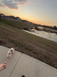 Lost Female Dog last seen Red Knot Run, Merlin st, Green Heron Way, Patton Village, TX 77372