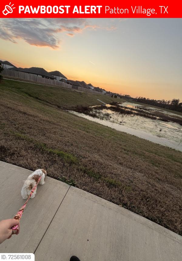 Lost Female Dog last seen Red Knot Run, Merlin st, Green Heron Way, Patton Village, TX 77372