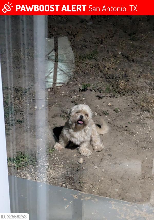 Lost Male Dog last seen Ingram Mall, San Antonio, TX 78238