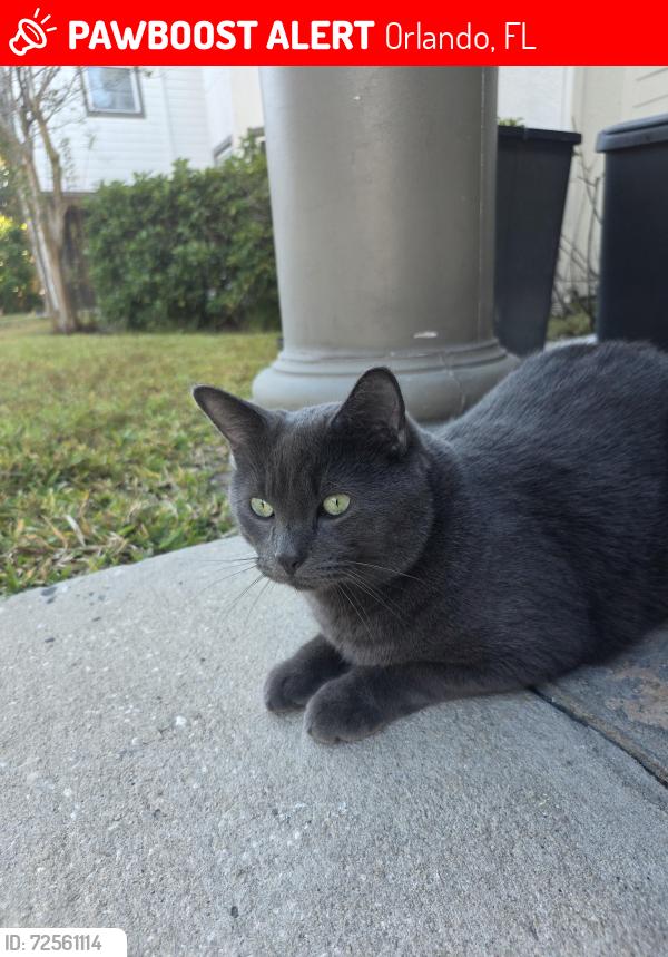 Lost Male Cat last seen Town center - John Young, Orlando, FL 32837