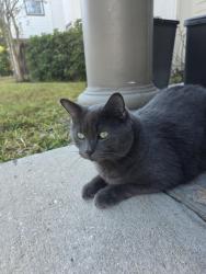 Lost Male Cat last seen Town center - John Young, Orlando, FL 32837
