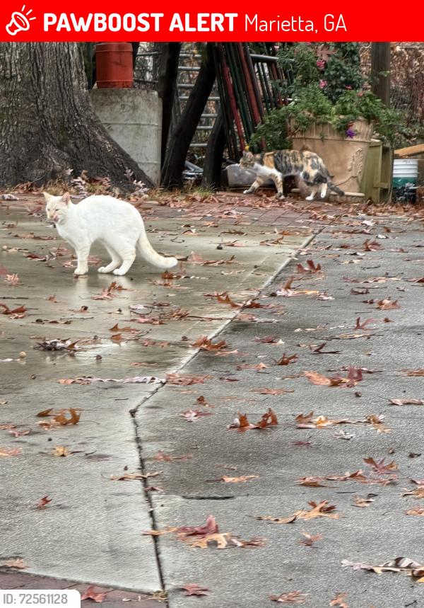 Lost Male Cat last seen Sandtown rd Sw , Marietta, GA 30060