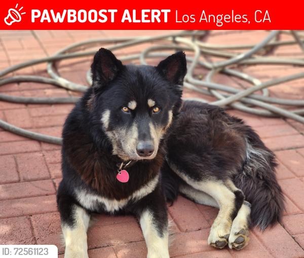 Lost Male Dog last seen Vallejo between Daly & Avenue 21, Los Angeles, CA 90031