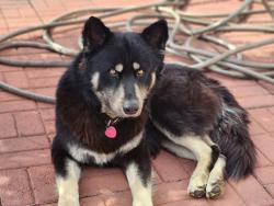 Lost Male Dog last seen Vallejo between Daly & Avenue 21, Los Angeles, CA 90031