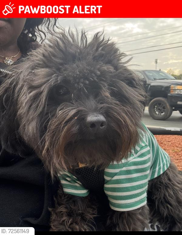 Lost Male Dog last seen Near Willow St North Little Rock, AR  72114 United States, North Little Rock, AR 72114