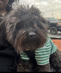 Lost Male Dog last seen Near Willow St North Little Rock, AR  72114 United States, North Little Rock, AR 72114