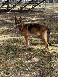 Found/Stray Female Dog last seen Linkwood Park, Houston, TX 77025