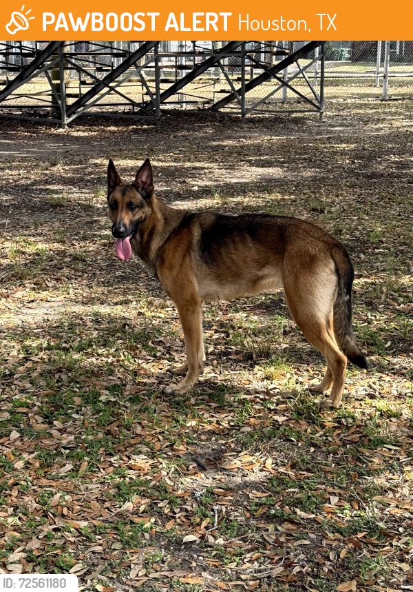 Found/Stray Female Dog last seen Linkwood Park, Houston, TX 77025