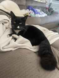 Lost Female Cat last seen Yuma Rd & Canyon Trails Blvd, Goodyear, AZ 85338