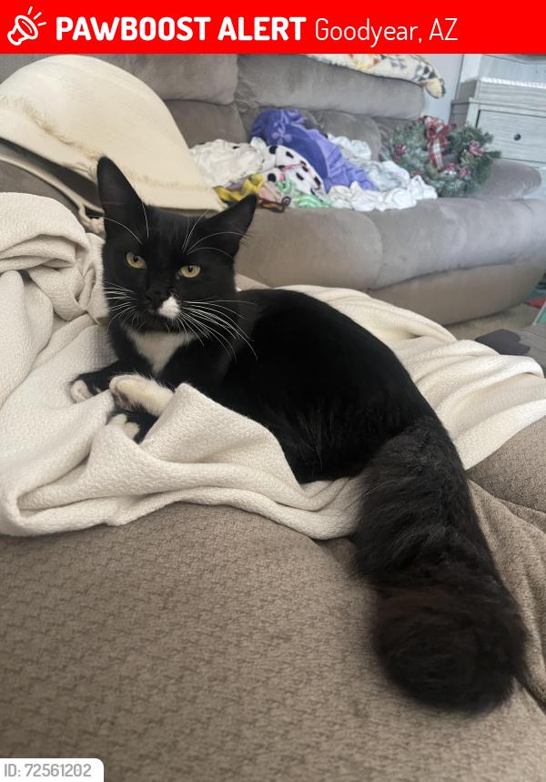 Lost Female Cat last seen Yuma Rd & Canyon Trails Blvd, Goodyear, AZ 85338