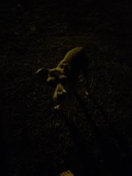Found/Stray Unknown Dog last seen Frontier Campground / Last seen heading towards park, Brooksville, FL 34613