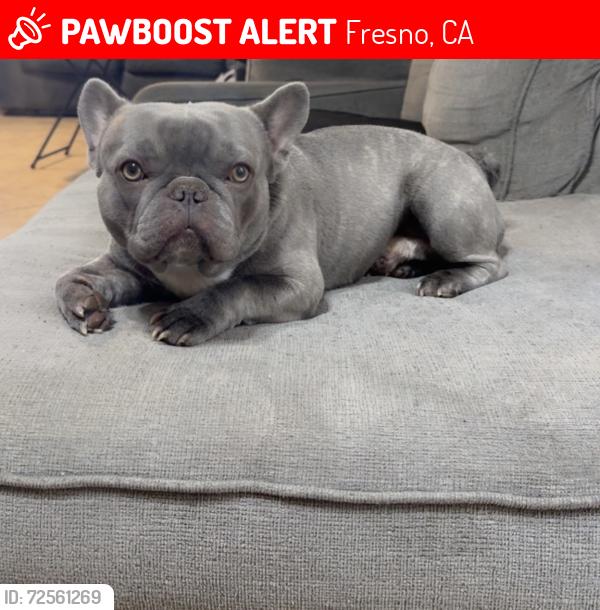 Lost Male Dog last seen Clinton/Blythe, Fresno, CA 93722