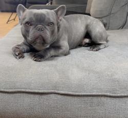 Lost Male Dog last seen Clinton/Blythe, Fresno, CA 93722