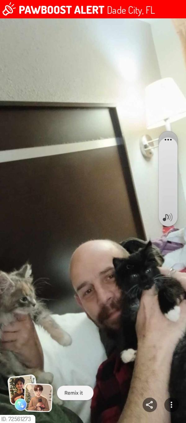 Lost Male Cat last seen At walnart, Dade City, FL 33525