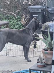 Found/Stray Male Dog last seen Figueroa ang Manchester , Los Angeles, CA 90061