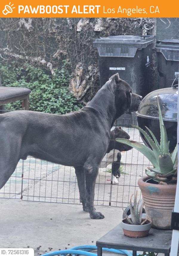 Found/Stray Male Dog last seen Figueroa ang Manchester , Los Angeles, CA 90061