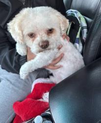 Lost Male Dog last seen pavilion ave , Providence, RI 02905