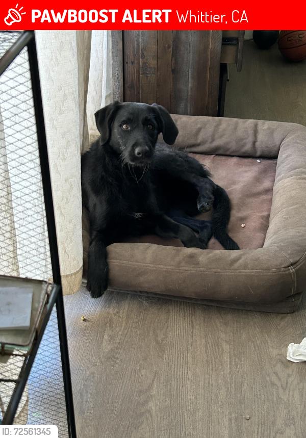 Lost Female Dog last seen Broadway and Bexley , Whittier, CA 90606