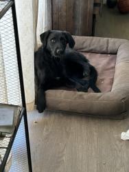Lost Female Dog last seen Broadway and Bexley , Whittier, CA 90606