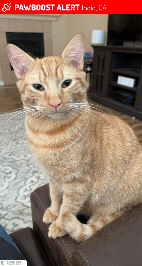 Lost Male Cat last seen Sonora Wells, Indio, CA 92203