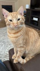 Lost Male Cat last seen Sonora Wells, Indio, CA 92203