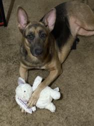 Lost Female Dog last seen Ben Bowen elementary , Huffman, TX 77336