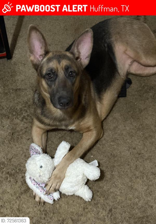 Lost Female Dog last seen Ben Bowen elementary , Huffman, TX 77336