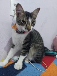 Lost Male Cat last seen Próximo ao posto de saúde ubs flor de maio, Jardim Flor de Maio, SP 02363-070