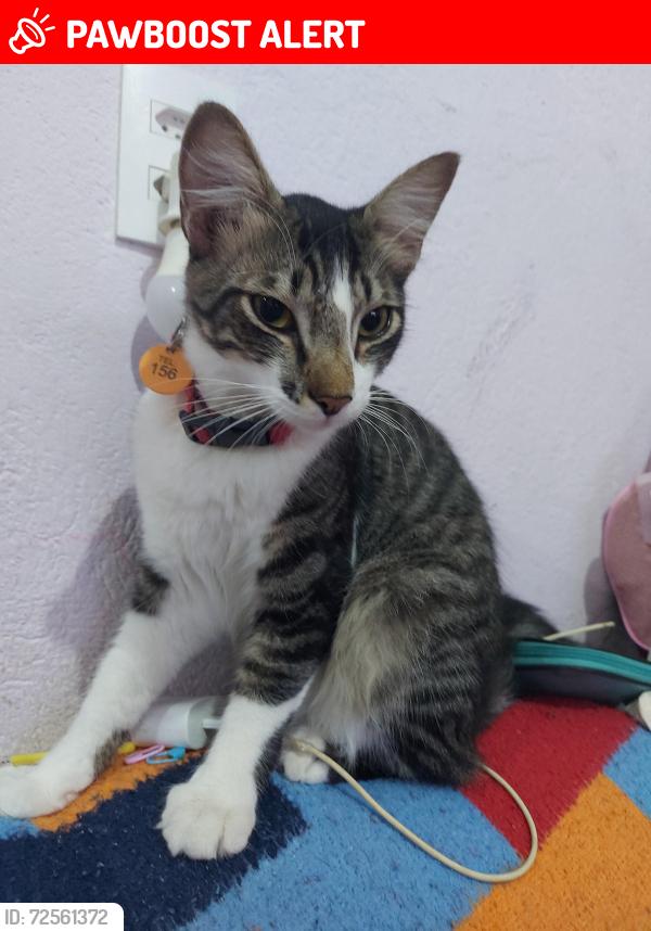 Lost Male Cat last seen Próximo ao posto de saúde ubs flor de maio, Jardim Flor de Maio, SP 02363-070