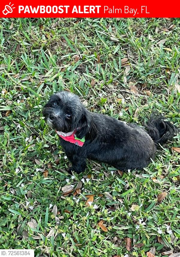 Lost Female Dog last seen Near Tidewell Street Palm Bay , Palm Bay, FL 32909