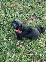 Lost Female Dog last seen Near Tidewell Street Palm Bay , Palm Bay, FL 32909