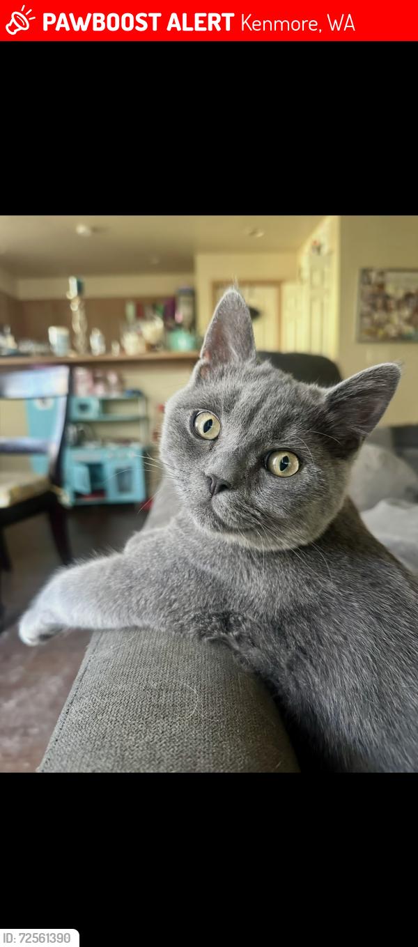 Lost Male Cat last seen Rhododendron Park, Kenmore, WA 98028