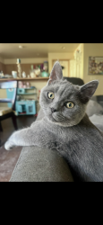 Lost Male Cat last seen Rhododendron Park, Kenmore, WA 98028