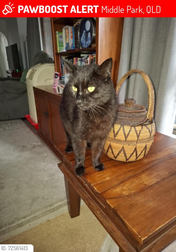 Lost Male Cat last seen Centenary united church , Middle Park, QLD 4074