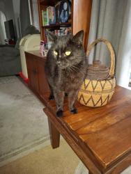 Lost Male Cat last seen Centenary united church , Middle Park, QLD 4074