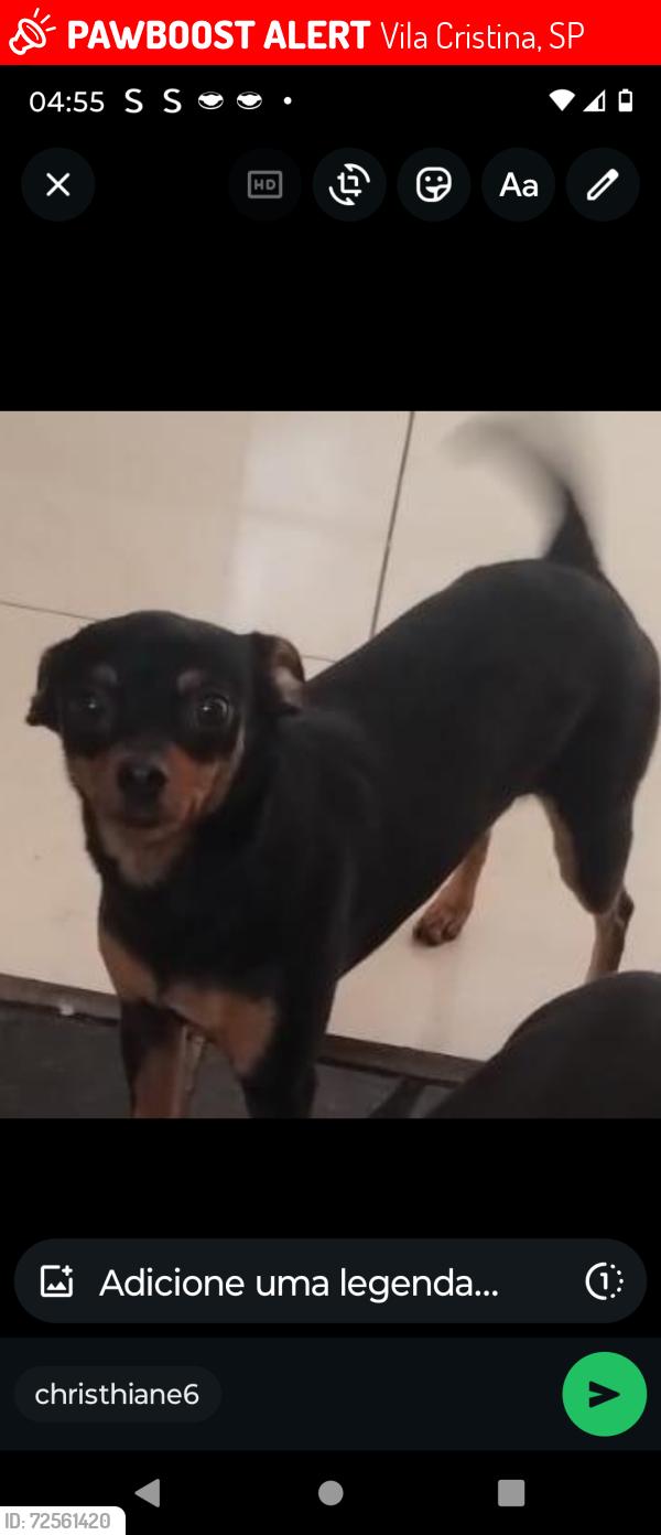 Lost Female Dog last seen Upa da vila Cristina e supermercado União ( Entre os bairros Jaraguá e Jardim Plto ) Piracicaba , Vila Cristina, SP 