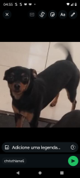 Lost Female Dog last seen Upa da vila Cristina e supermercado União ( Entre os bairros Jaraguá e Jardim Plto ) Piracicaba , Vila Cristina, SP 