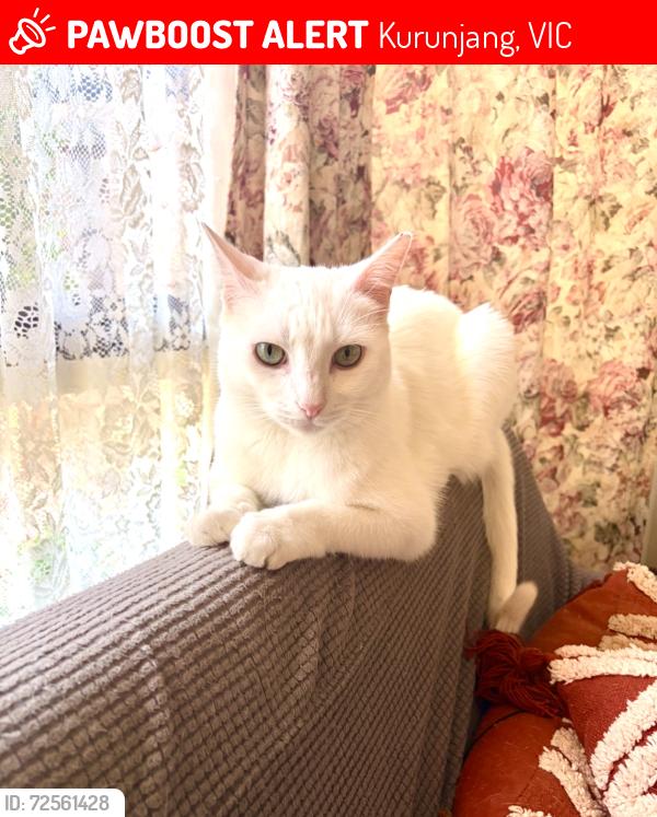 Lost Male Cat last seen Mowbray Crescent, Kurunjang Primary School, Kurunjang, VIC 3337
